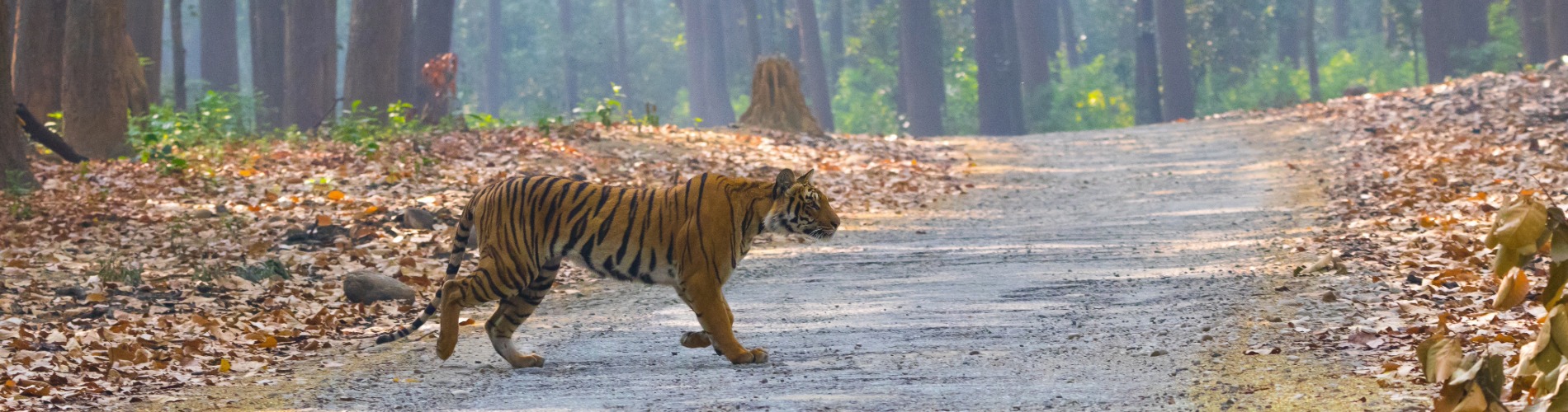 jim-corbett-banner